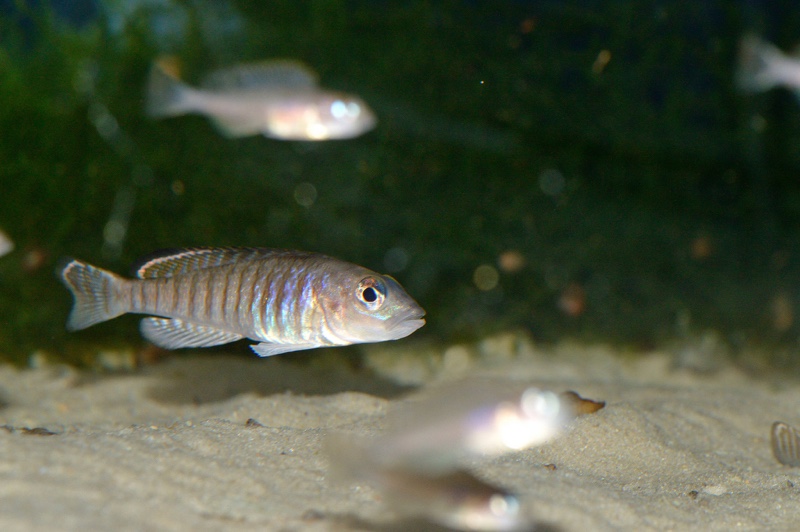 Lamprologus signatus